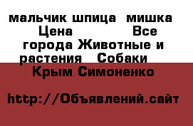 мальчик шпица (мишка) › Цена ­ 55 000 - Все города Животные и растения » Собаки   . Крым,Симоненко